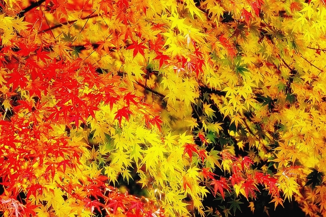 秋のイメージ・紅葉