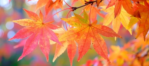紅葉のイメージ