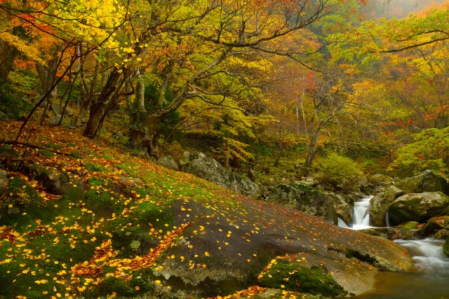 蘆津渓谷の紅葉